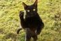 この猫、完全に中に人入ってるだろwww