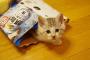 ビールの箱に入るのが好きな猫の前にもう一つおいてみた結果・・・(※動画あり)