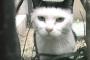 【画像】 前髪ぱっつんねこ