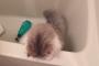 これから丸洗いされる事を察した猫の一声