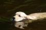 犬の散歩中、４歳の弟が川に落ちて流された→犬が助けに行ったが…