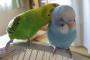 インコさん、遊んでいたのに飼い主の放つ音に釣られてしまうｗｗｗｗｗ(※動画あり)