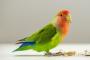 インコさん、ティッシュを使って一人遊びをするwwwwwwwかわいすぎｨｯwww