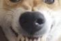 笑いながら怒る犬
