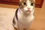 雨で退屈そうだから、ねこモテシートとか言うまたたび付きのシートを出してみた