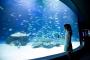 【悲報】サンシャイン水族館､うっかり酸素供給装置を止めてしまい水槽内の生物の94%が死亡ｗｗｗｗｗ 	