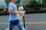 セグウェイで散歩する犬が話題