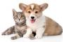 ペットショップで働いてた俺が「売れ残った犬猫のその後」の本当の話を教える 	