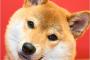 犬さん、自分が成長したことにまだ気づいてなさそうwwwwwwwwww