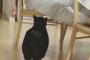 甘えん坊の日本の猫が可愛いと話題に（海外の反応）