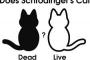 彡(ﾟ)(ﾟ)「シュレーディンガーの猫？」