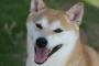 【再掲】 夢で動物（犬）になったことがある。