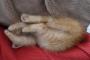 【画像有】子猫のときから寝相が悪いです…なんでこれで寝れるんだ？