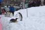 雪に大喜びする日本の動物園のペンギンたち(海外の反応)