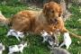 【画像】 大きな犬とこねこ