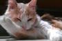 【再掲】 リビングへ入ると、昨年病気で逝ってしまったはずの猫がソファーで寝てる!!?