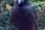 カラスってこんなに可愛いんだっけか？ｗｗｗ