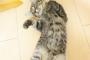 [閲覧注意]猫が無惨に開きになっている悲惨な画像