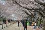 とてもウ●コ臭そうなバ韓国の桜