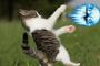 猫『ＨＡＤＯＵＫＥＮ！』