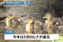 【鳥】今年も可愛いお客様　5羽誕生 ホテルの庭園にマガモ親子 8月下旬ごろまで"滞在"か／札幌グランドホテル4階