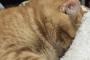 安眠を妨害される日本の猫（海外の反応）