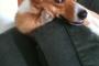 犬　『へぇそれでそれで？ 』