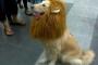 中国では、「ライオン」という氏名の犬ｗ