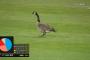 大谷翔平さん鳥になる