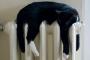 【再掲】 外飼いの方、今の時期は黒猫さんはでろ～んとしてますか？