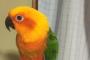 【画像あり】15万円するインコ飼ってるけど質問ある？