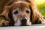 １４歳になる老犬が朝から調子が悪そう。「せめて最後は」と小屋の脇に付き添ってあげていたら…
