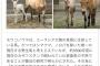 【画像】 阪神タイガースを大好きな馬！！！！！！ 	