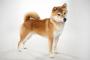 玩具と口論する日本の柴犬（海外の反応）