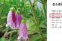 【竹島】独島自生の花の学名に「竹島」がついてるなんて～バンク、韓国式名称に変える「韓国の花」プロジェクト進行中