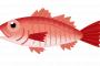 のどぐろとかいう高級魚が80円で売っとるんやが買いなんか？（画像あり）