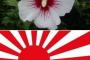 【韓国】ムクゲの花は旭日旗を象徴する日本の花。国花にしている韓国を見て日本人は笑っている