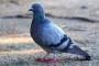 ワイ「公園でパンでも食うか」鳩「ちょっとくれるやろ？