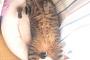 最近オシッコしてない猫を病院に連れて行った結果・・・