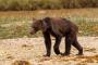 【カナダ】やせ衰えたクマの写真に懸念の声、餌のサケが激減