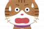 【動画】世界一運動神経が悪い猫のジャンプが愛おし過ぎてツラい