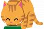【衝撃動画】飼い主「お皿にキャットフード入れ続けたろ！」→猫の反応をご覧くださいｗｗｗｗｗｗｗｗｗｗｗｗ