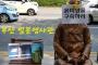 韓国人「全国の慰安婦少女像で尹美香批判パフォーマンスをしてきた」
