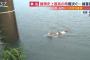 【画像】とくダネ、九州大雨被害の映像が波紋！泳ぐ猫を見殺し!?助けるべき？