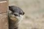 【悲報】カワウソさん、見てはいけないものを見てしまう