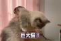 島崎遥香の飼い猫がギネス級の大きさでやばすぎるwwwww