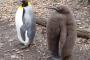 【朗報】　ペンギンさん、かわいい
