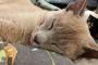【ねこ画像】しまい忘れ、独特なミケ ほか