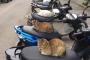 バイクに猫ちゃんが座ってて草