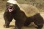 【画像】ドラクエの中盤で出てきそうな敵っぽいクマが発見される